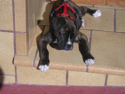 Pues aqui era mi cachorrita, ya es una perraza independiente Pues aqui era mi cachorrita, ya es una perraza independiente